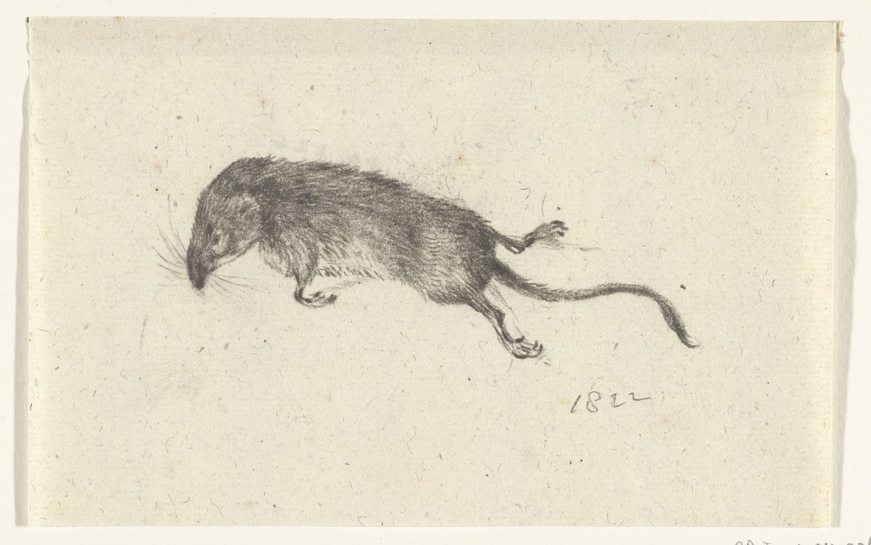 rato morto de Jean Bernard