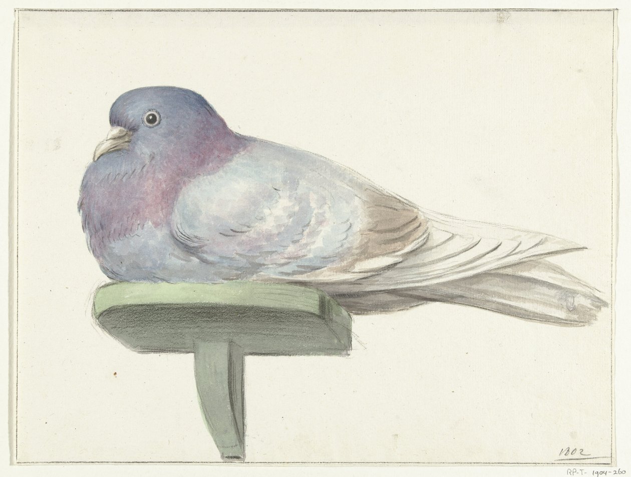 Pombo sentado em uma prancha de Jean Bernard