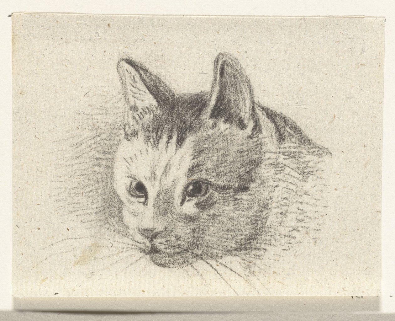 Cabeça de um gato de Jean Bernard