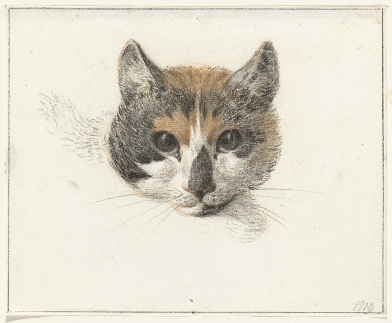 Cabeça de um gato malhado, de frente, com os olhos abertos de Jean Bernard