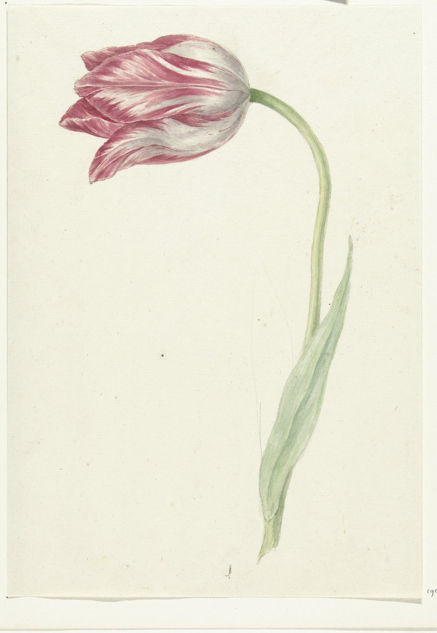 Tulipa Rosa de Jean Bernard
