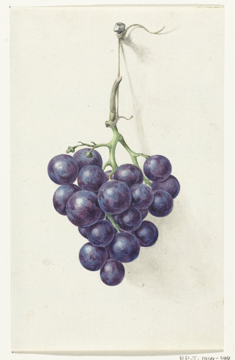 Cacho de uvas azuis de Jean Bernard
