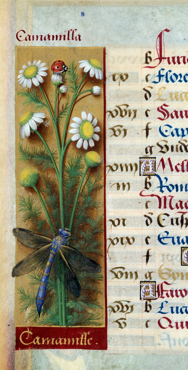 Botânico: camomila com joaninha e libélula. Miniatura de "Les grandes Hours d