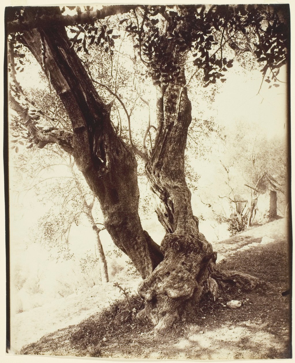 Olivier, Nice (Olive Tree, Nice) de Jean Eugène Auguste Atget