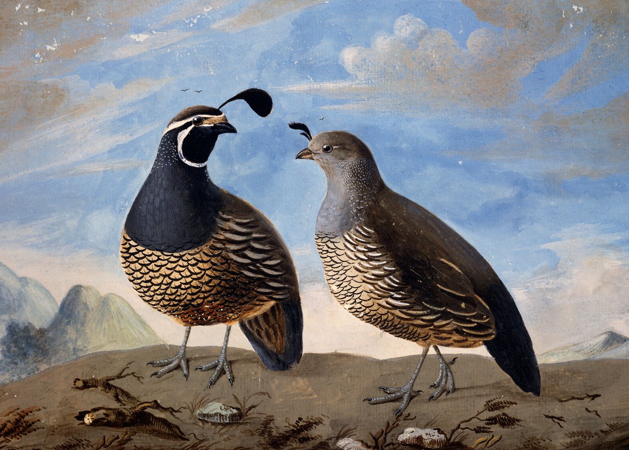 Par de Perdizes Californianas, aguarela de Prevost, a partir de minutos de viagem feitos por Jean-Francois de Galaup de La Perouse (1741-1788) entre 1785 e 1788 de Jean Francois de Galaup de La Perouse