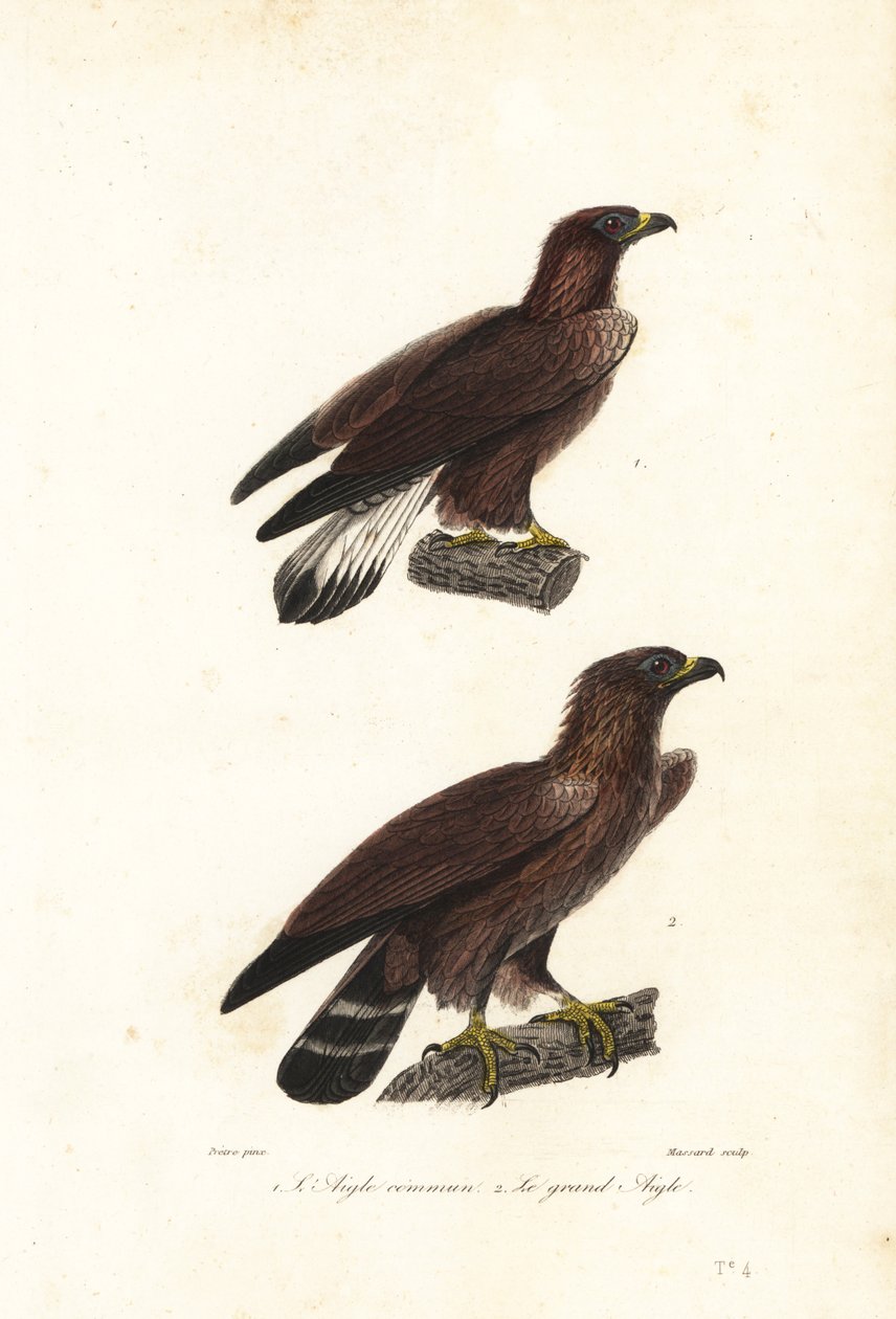 Águia dourada, Aquila chrysaetos. de Jean Gabriel (after) Pretre