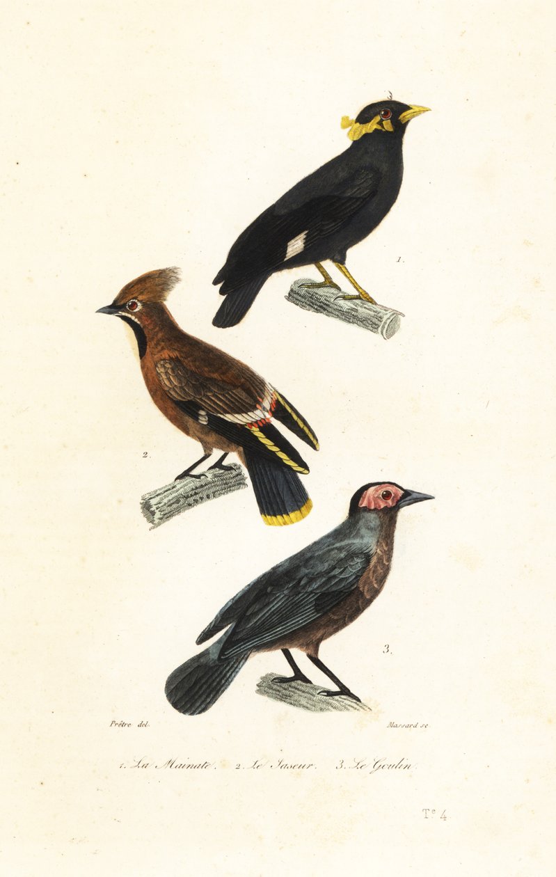 Hill myna, asa de cera boémia e coleto. de Jean Gabriel (after) Pretre