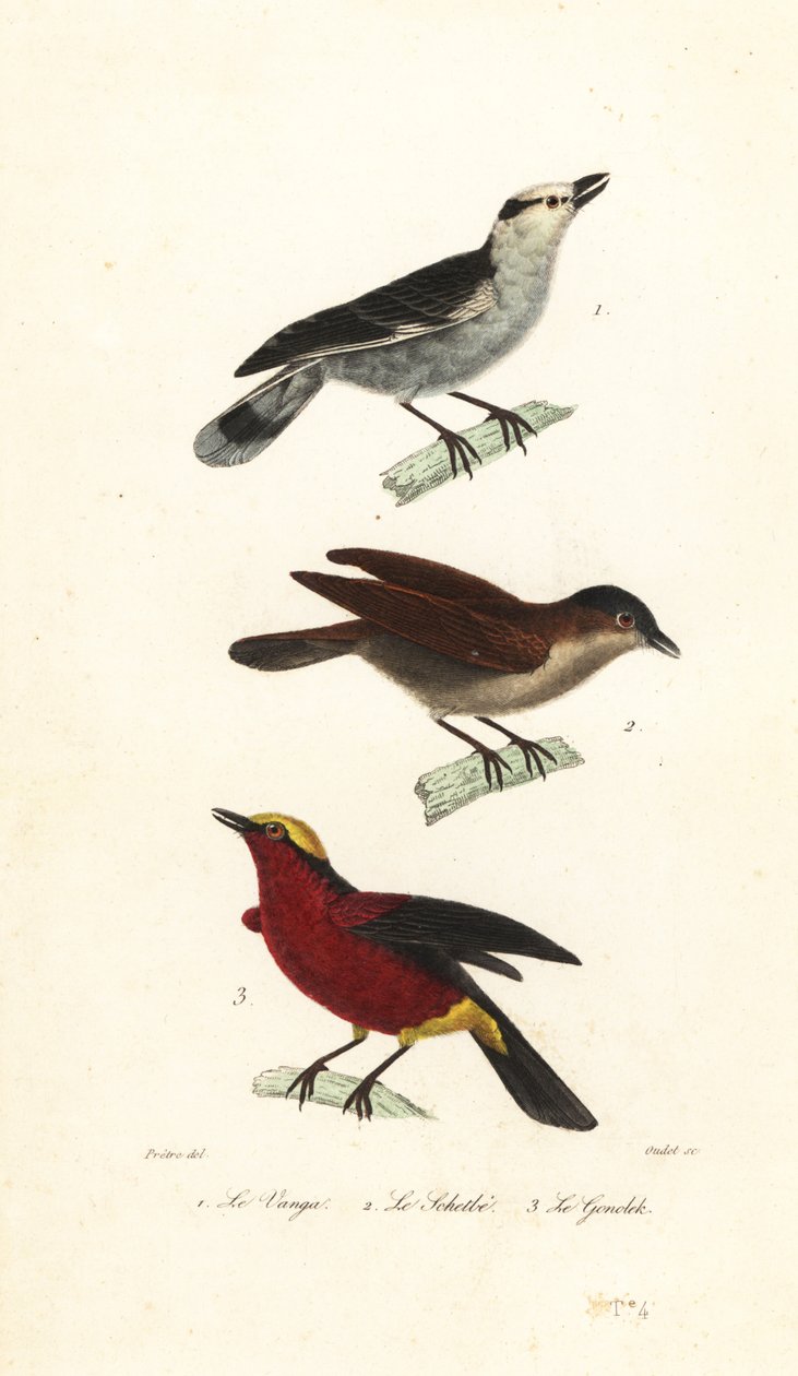 Vanga-de-bico-gancho, vanga-ruiva e gonoleque-de-coroa-amarela. de Jean Gabriel (after) Pretre