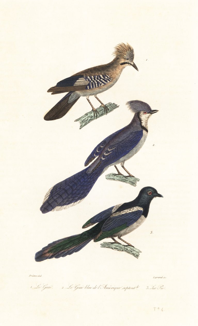 Jay, blue jay e pega. de Jean Gabriel (after) Pretre