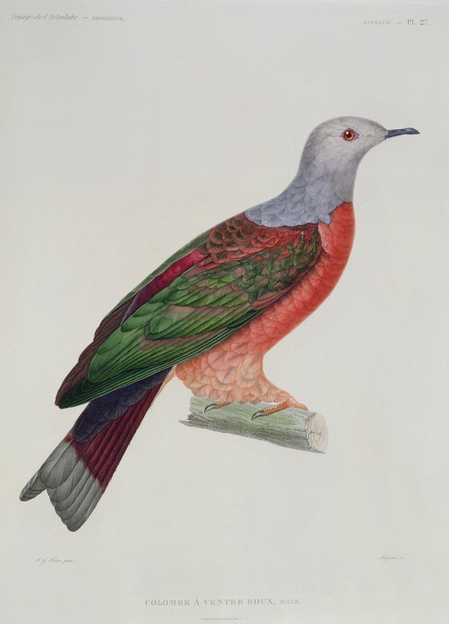 A pomba do coração sangrento, ilustração de &39;L&39;Astrolabe&39; por Dumond D&39;Urville, gravada por Massard, publicada em 1833 de Jean Gabriel Pretre