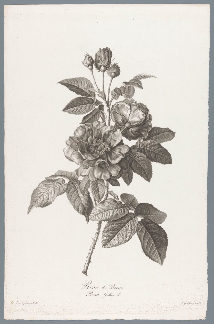 Franse roos
Rose de Provins / Rosa Gallica L. (título sobre o objecto)
Flores desenhadas depois da natureza (...) (título da série) de Jean Godefroy