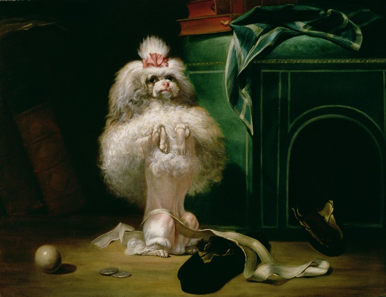 Um cão da raça Havannah, 1768 de Jean Jacques Bachelier