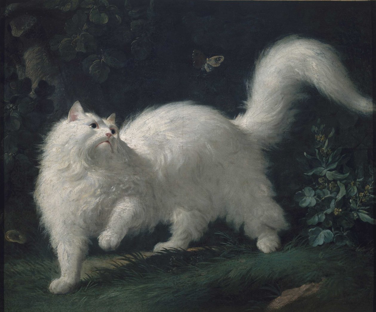 Gato do angora que persegue uma borboleta, ca 1760. de Jean Jacques Bachelier