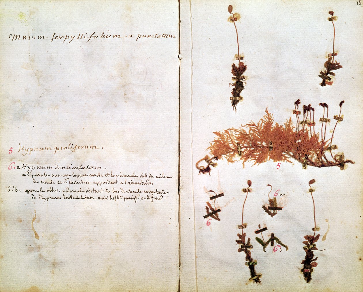Página 15 de um herbário de Jean Jacques Rousseau