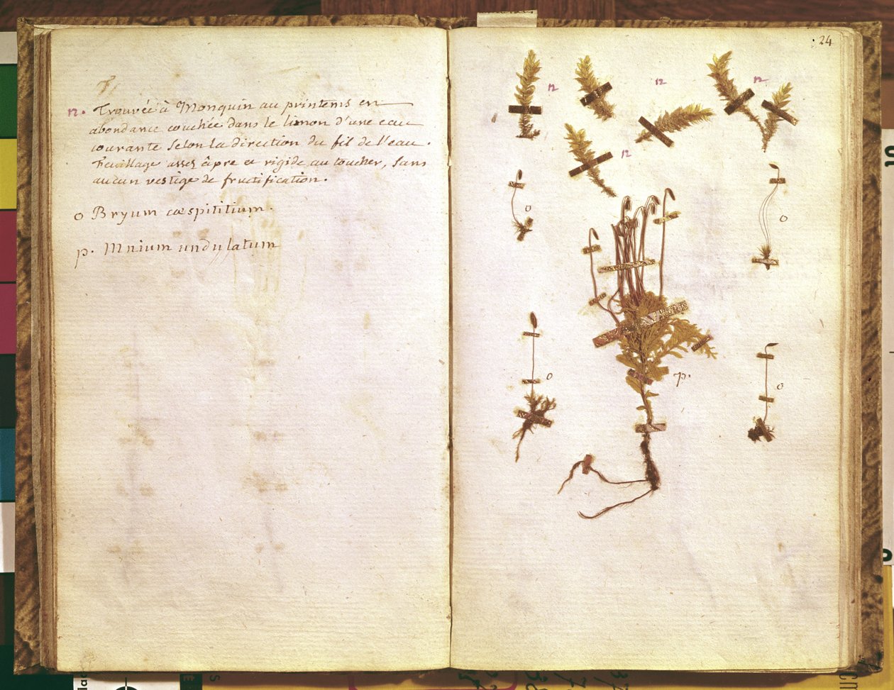 Página 24 de um herbário de Jean Jacques Rousseau