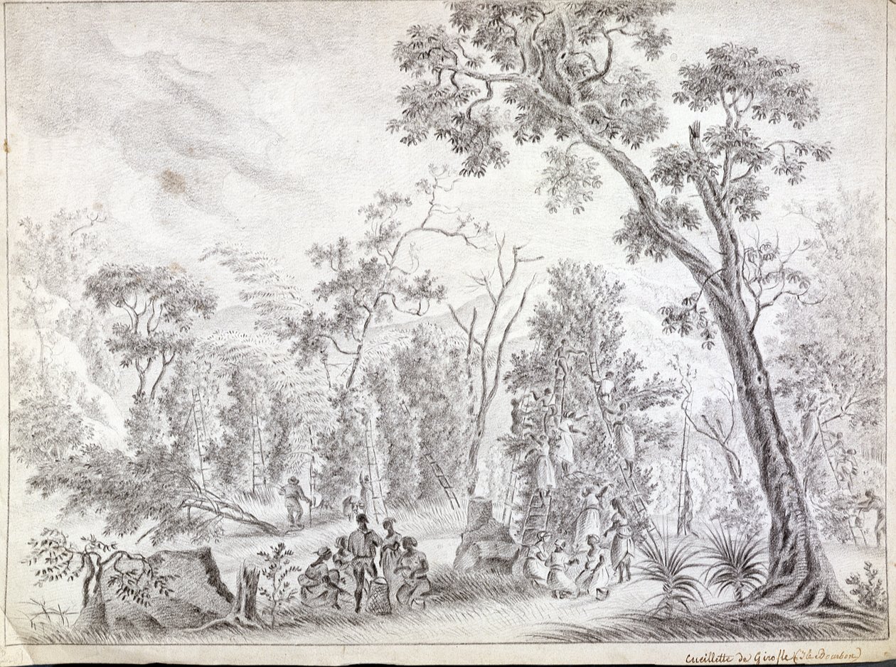 Colheita de cravo-da-índia em La Reunion, início do século XIX de Jean Joseph Patu de Rosemont