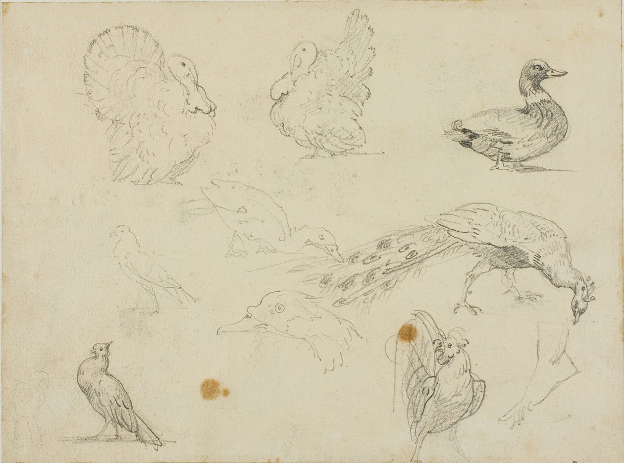 Esboços de aves de Jean Louis André Théodore Géricault