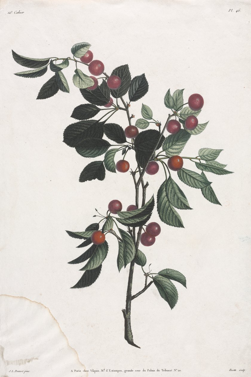 Coleta de Flores e Frutos: Ramos de Cerejeira Precoces de Jean Louis Prevost