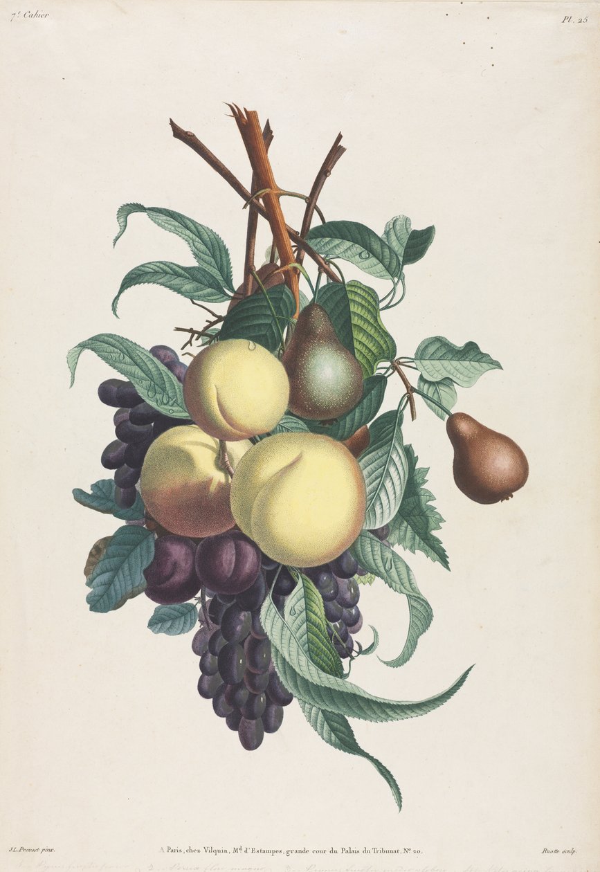 Coleção de flores e frutas: Ramos de rousselet, pêssego, ameixa e uva de Jean Louis Prevost