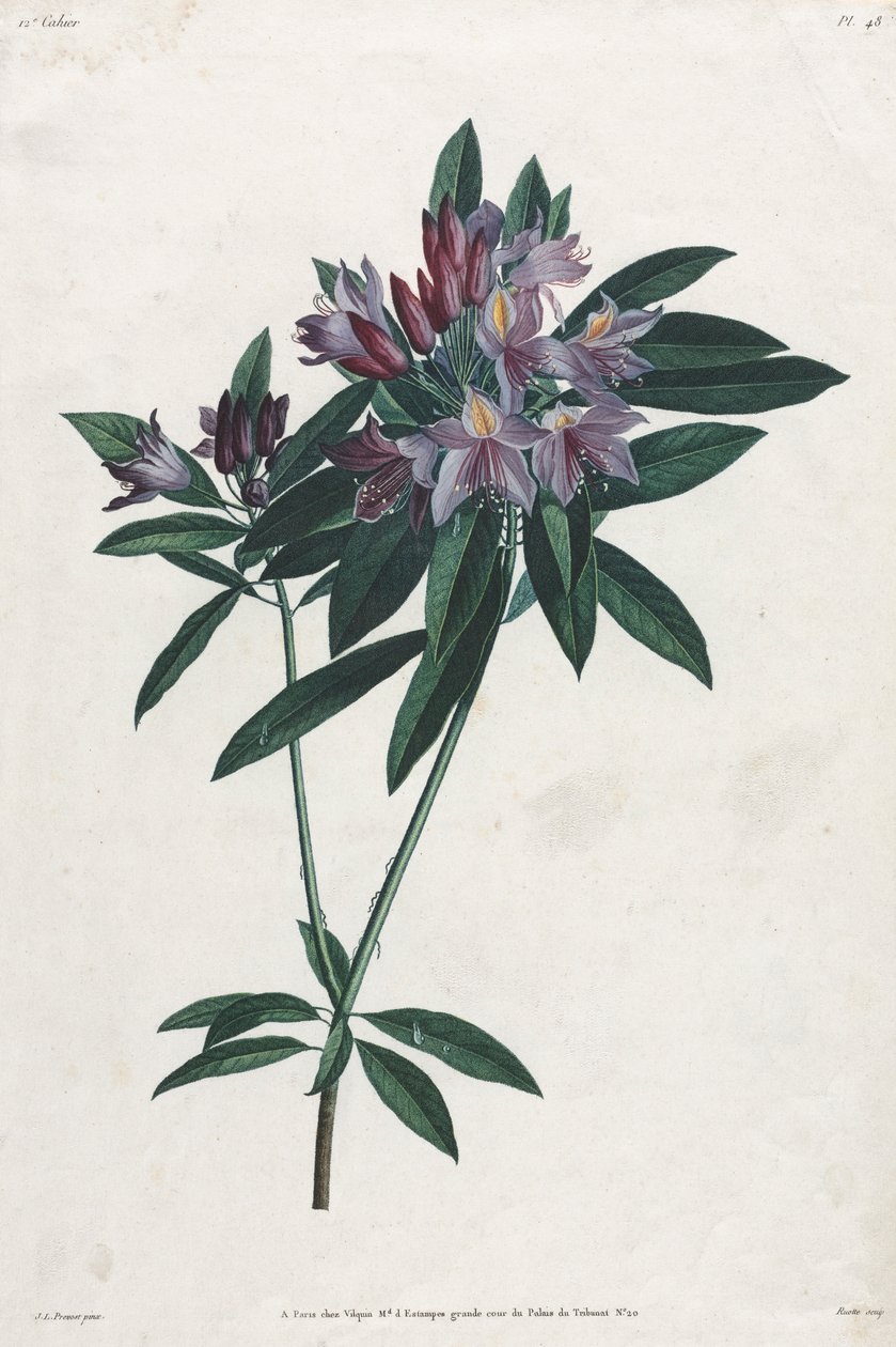 Pontic Rhododendron, 1805. de Jean Louis Prévost.