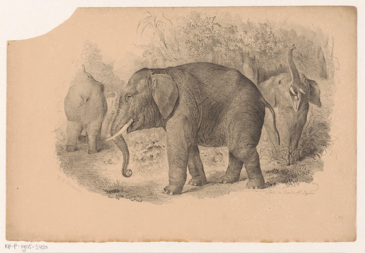 Elefantes indianos de Jean Matthieu Kierdorff