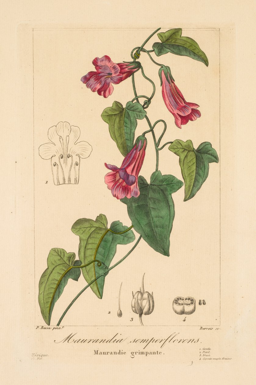 Flora para jardineiros, amadores e fabricantes: Maurandia semperflorens de Jean Pierre Frederic Barrois