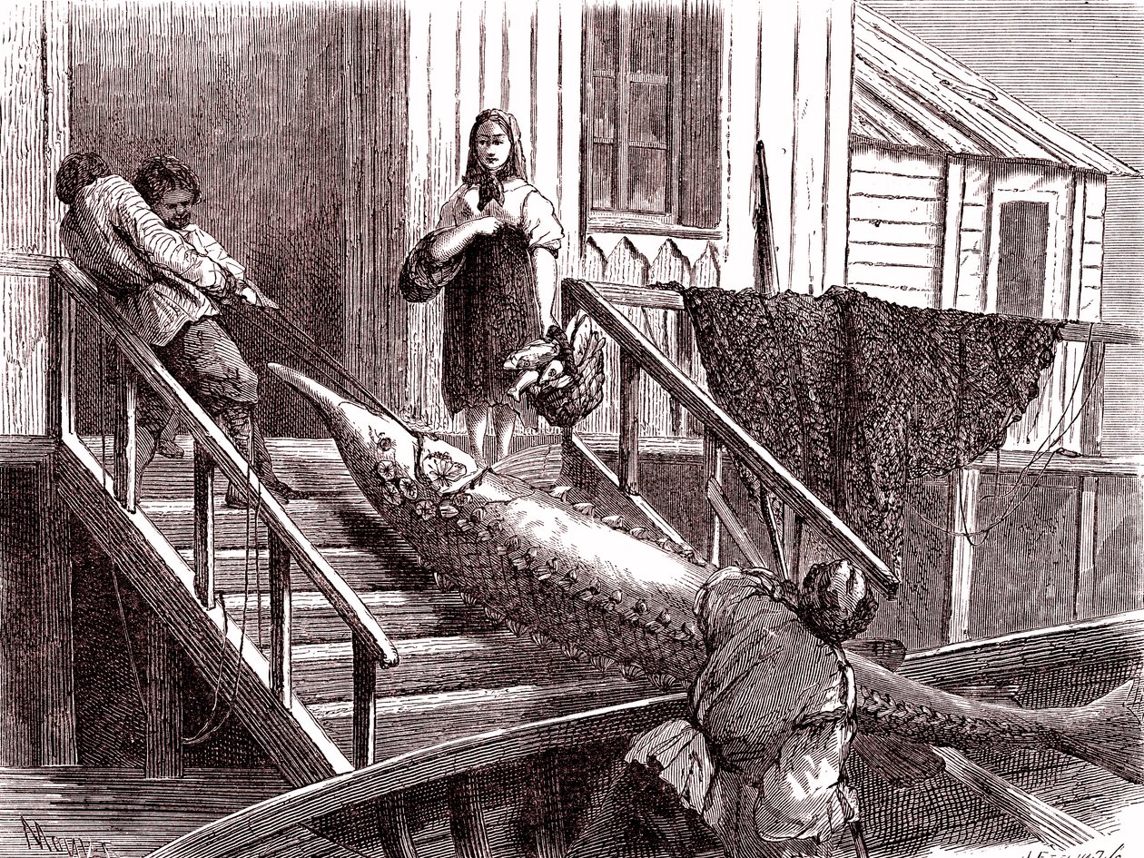 Pesca do esturjão no rio Volga, Rússia. 1867 (gravura) de Jean Pierre Moynet