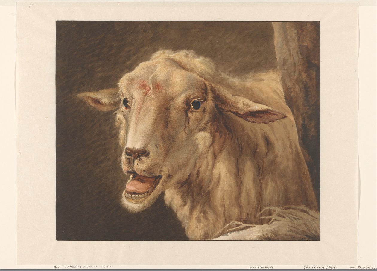 cabeça de ovelha de Jean Zacherie Mazel
