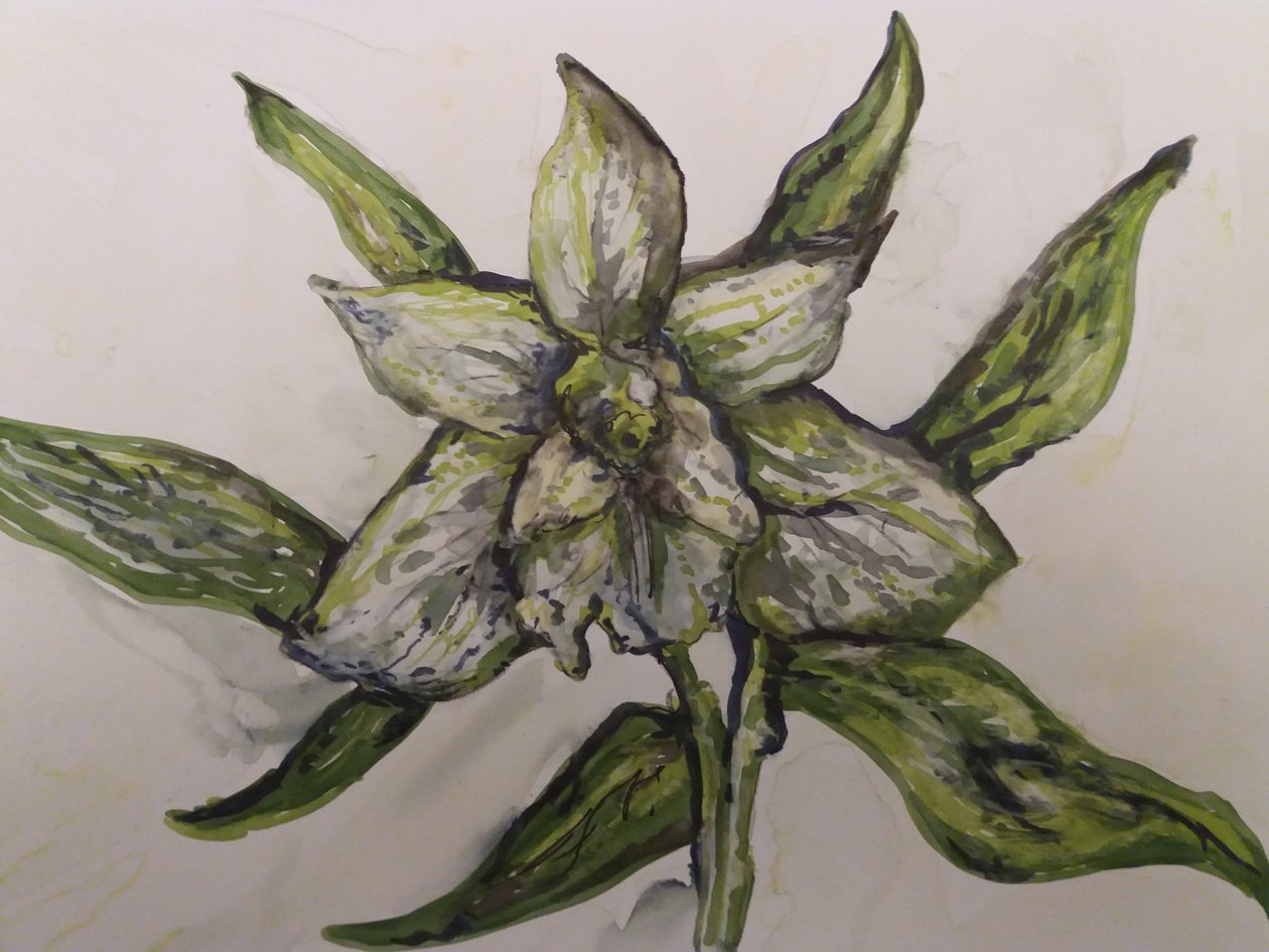 Orquídea verde de Jeannette Stein