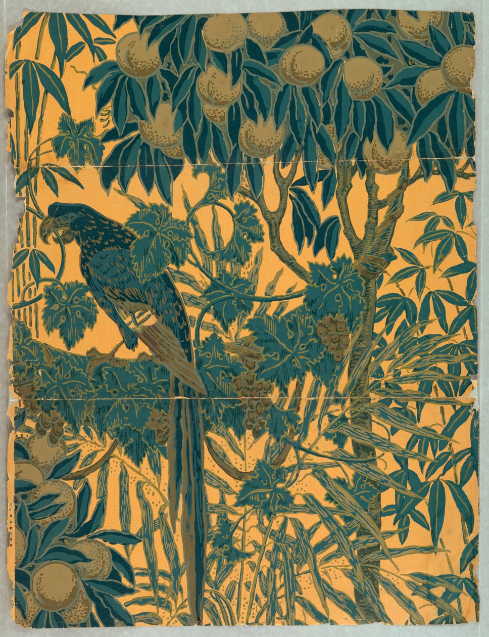 Sidewall, Arara, 1908 de Jeffrey