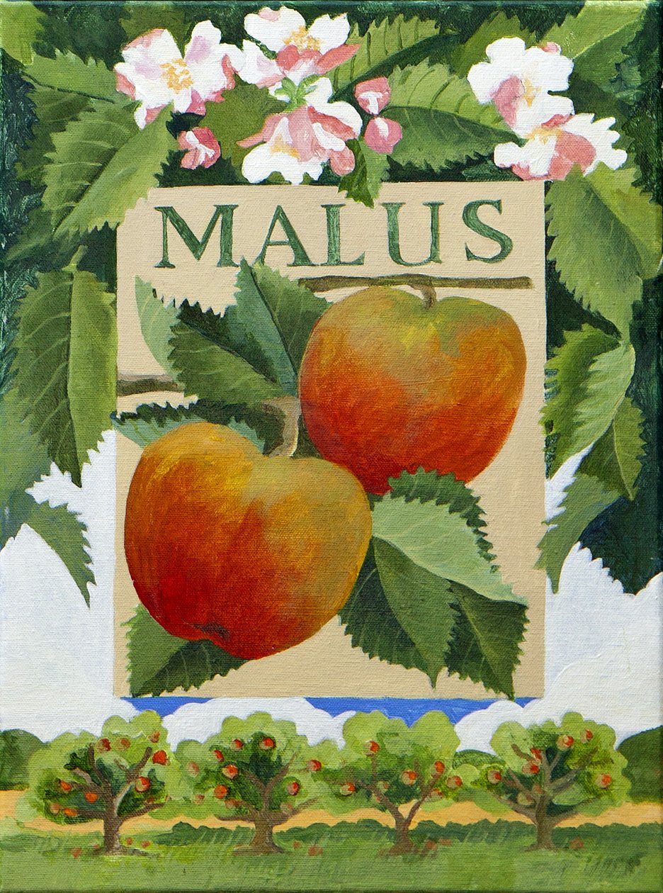 Malus (maçã), 2014 (acrílico sobre tela) de Jennifer Abbott