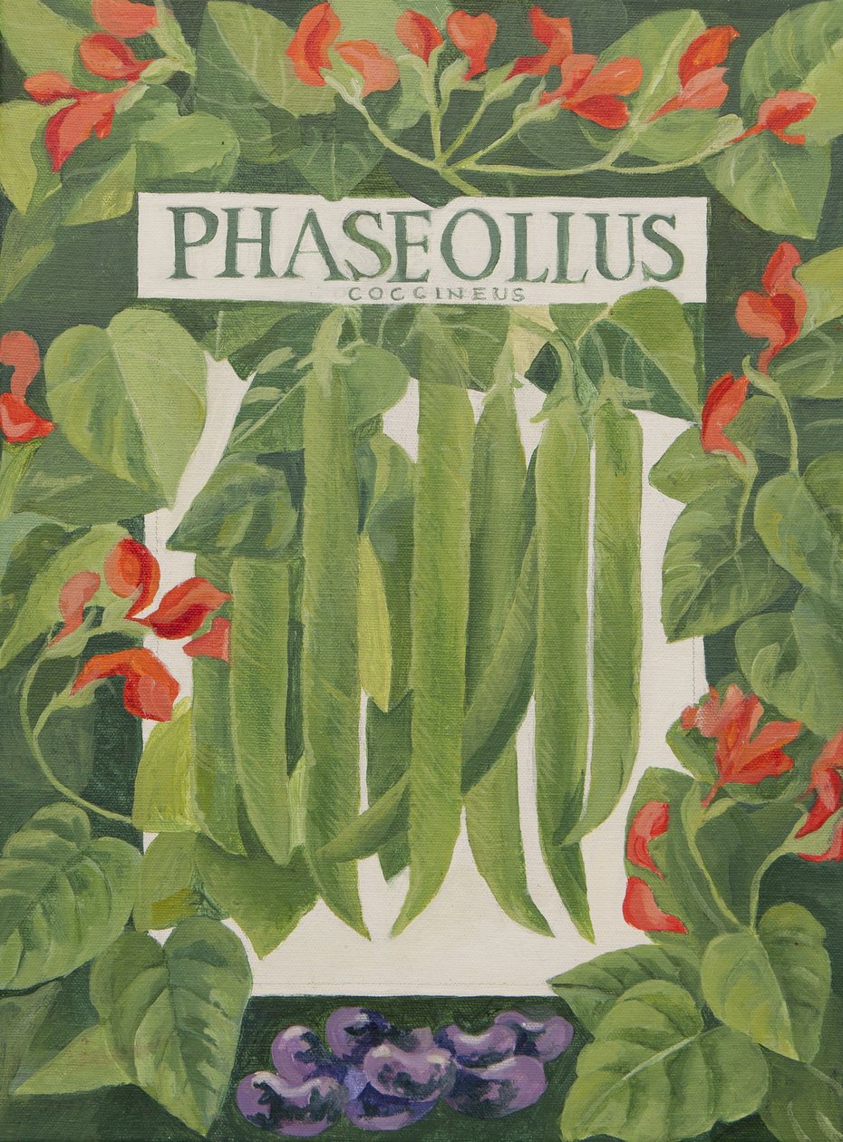 Phaseollus (feijão frade) (acrílico) de Jennifer Abbott