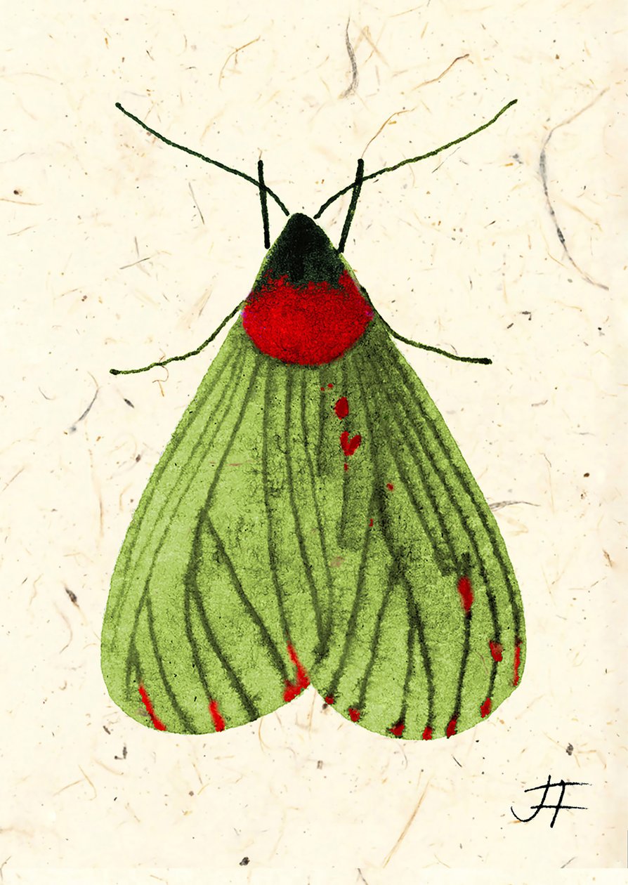 FlyMoth, 2024 (aguarela sobre papel) de Jenny Frean