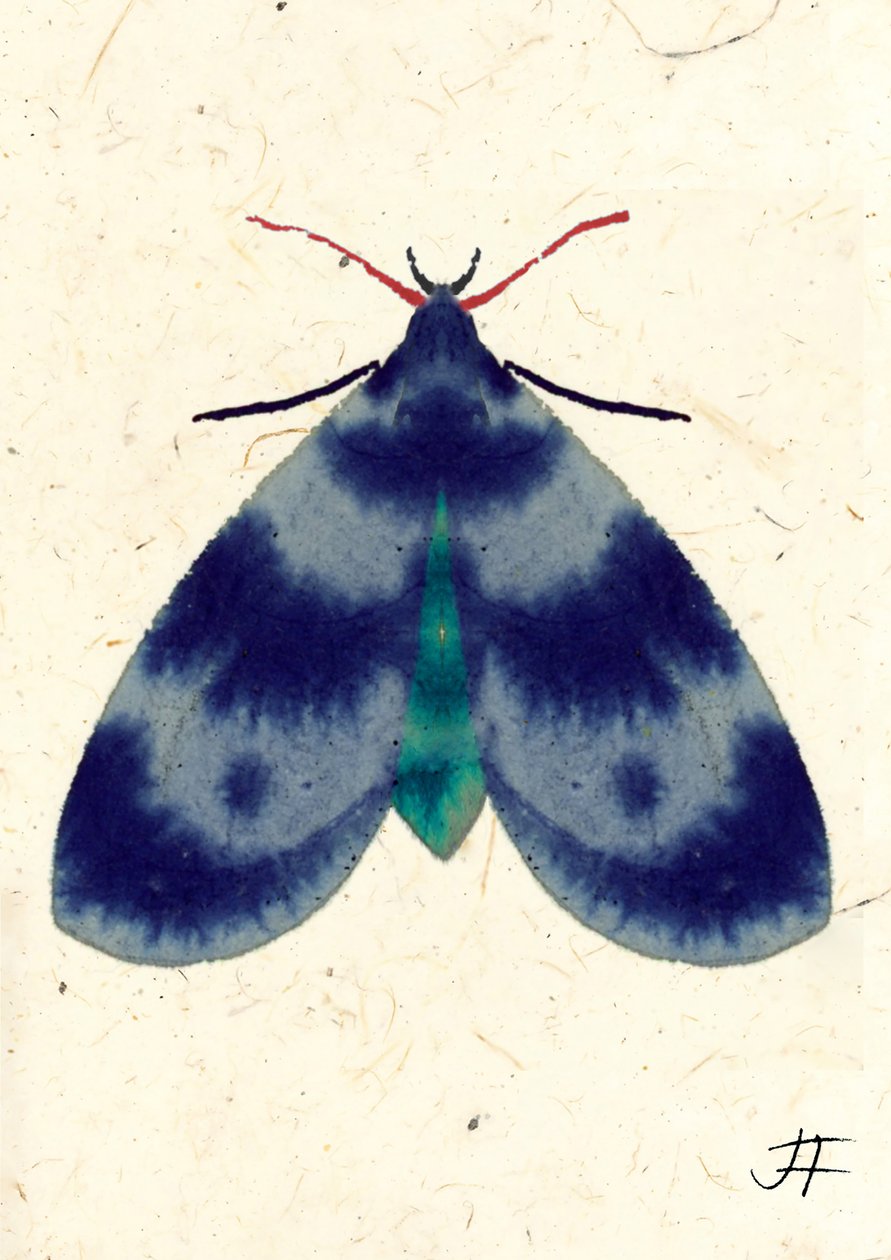Indigo Moth, 2024 (aguarela sobre papel) de Jenny Frean