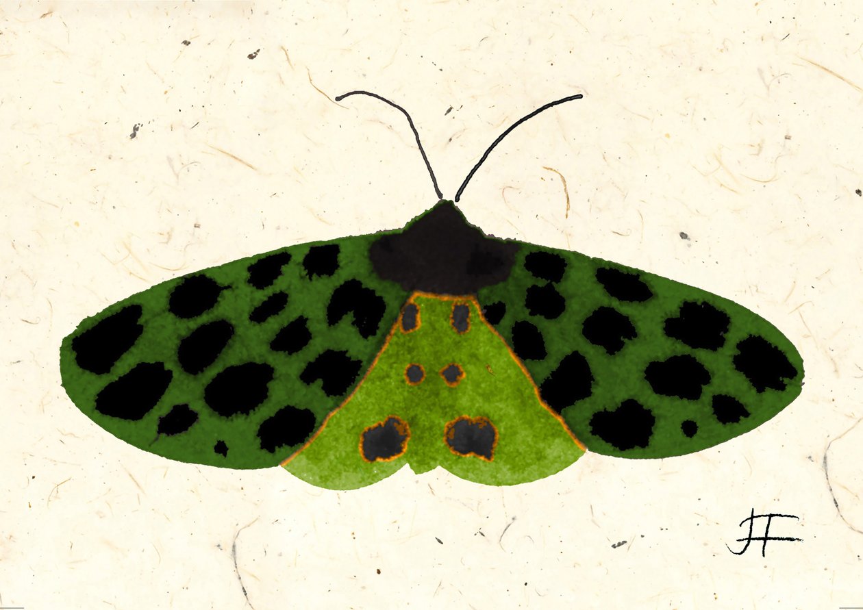 Tiger Moth, 2024 (aguarela sobre papel) de Jenny Frean