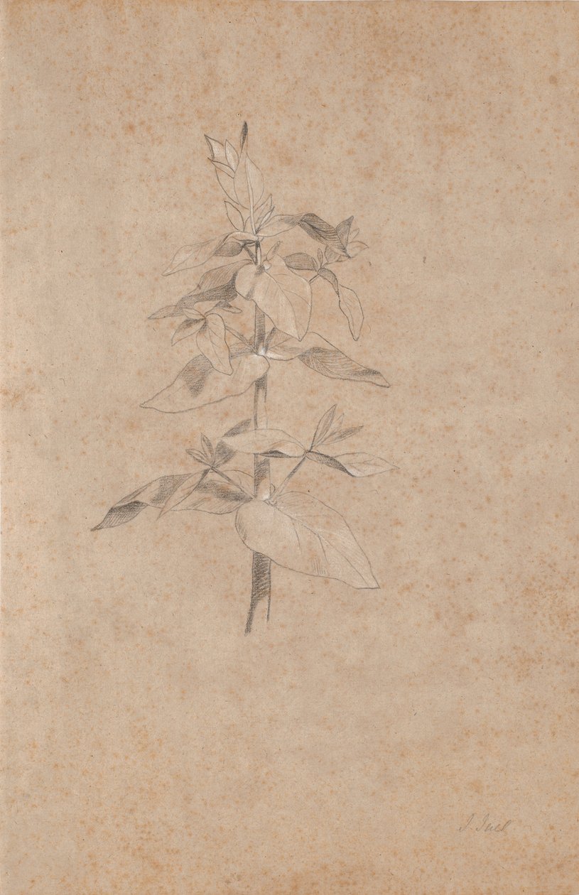 Estudo de plantas de Jens Juel