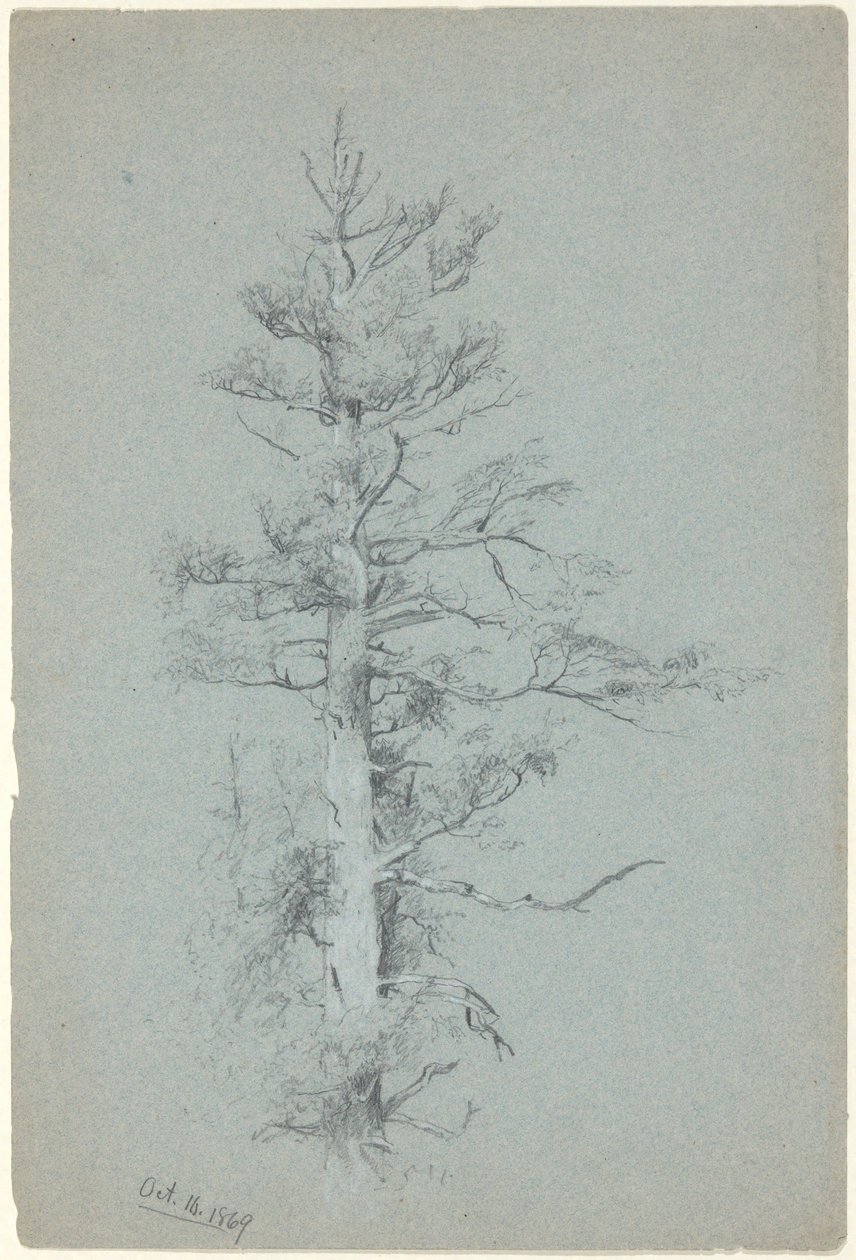 Estudo da Árvore de Jervis McEntee
