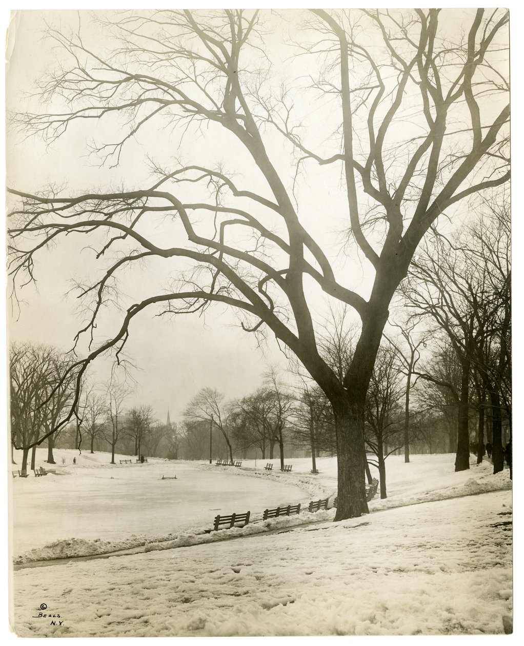Boston Common & frog-pond, por árvore, Boston, EUA, c.1902-10 (foto gelatina prateada) de Jessie Tarbox Beals