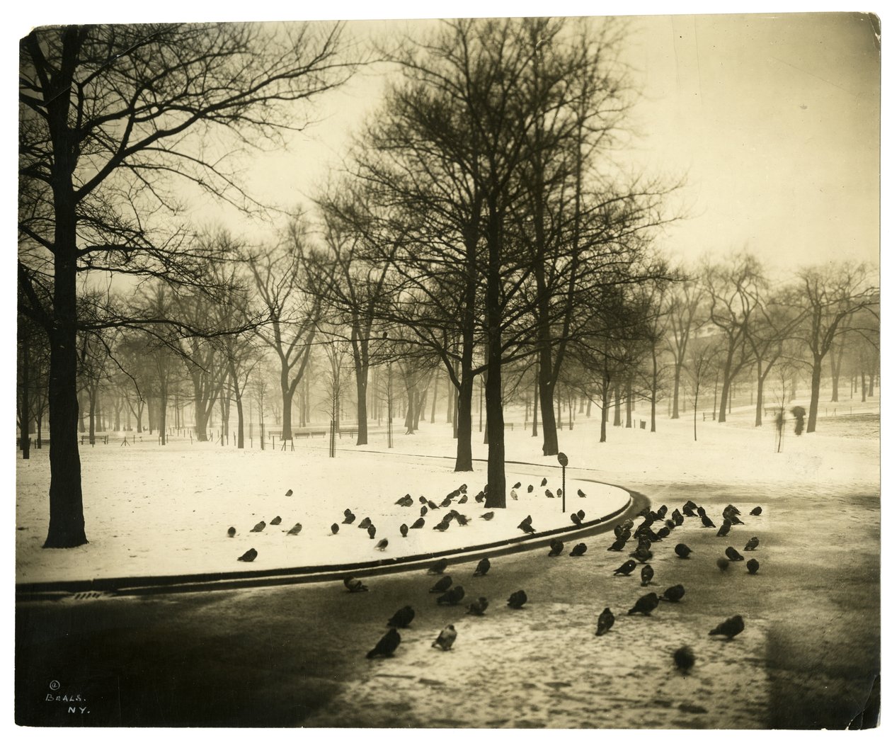 Comum com pombos, Boston, EUA, c.1902-10 (foto gelatina prateada) de Jessie Tarbox Beals