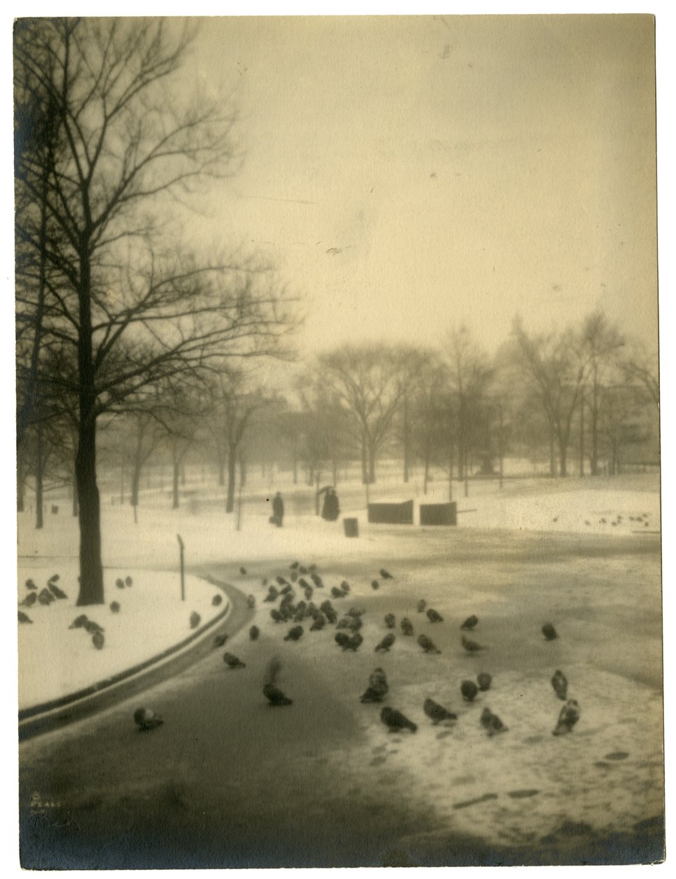 Comum com pombos, Boston, EUA, c.1902-10 de Jessie Tarbox Beals