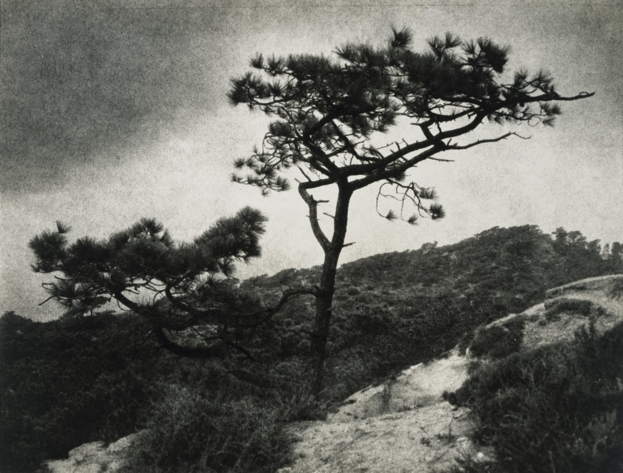 Famosos Torrey Pines de Jessie Tarbox Beals