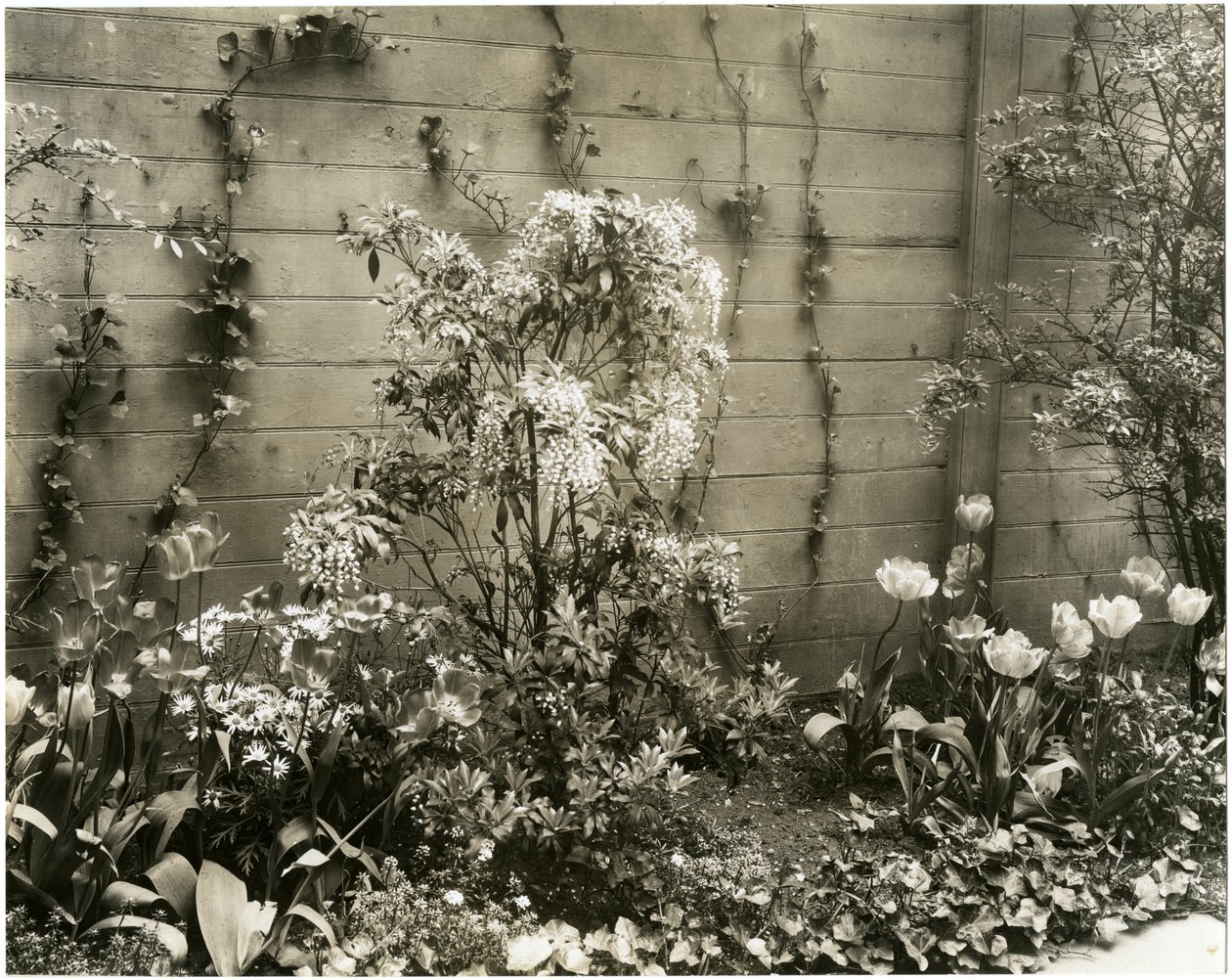Sr. e Sra. John Morgan, 39 W 11 St Center Andromeda plant, Greenwich Village, New York, EUA, c.1939-40 (foto em prata gelatina) de Jessie Tarbox Beals