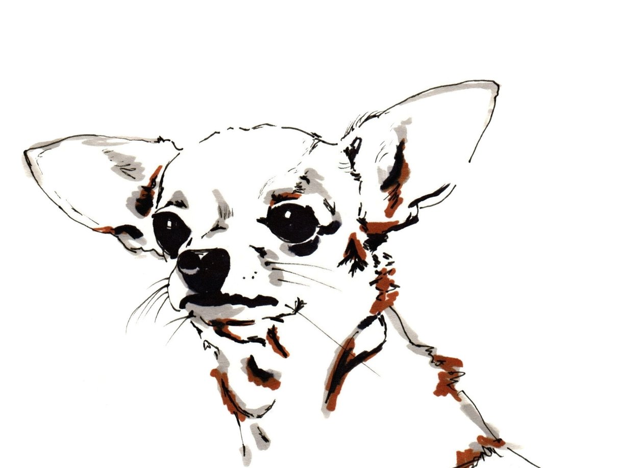Big Ears the Chihuahua, 2012 (caneta, tinta sobre papel) de Jo Chambers
