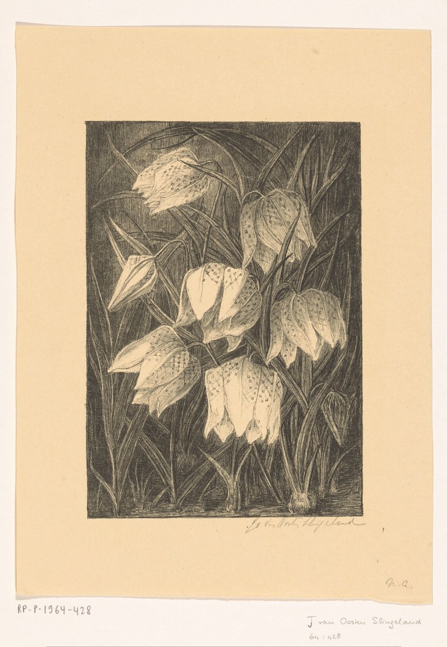 Flores de abibe de Jo van Oosten Slingeland (signed by artist)