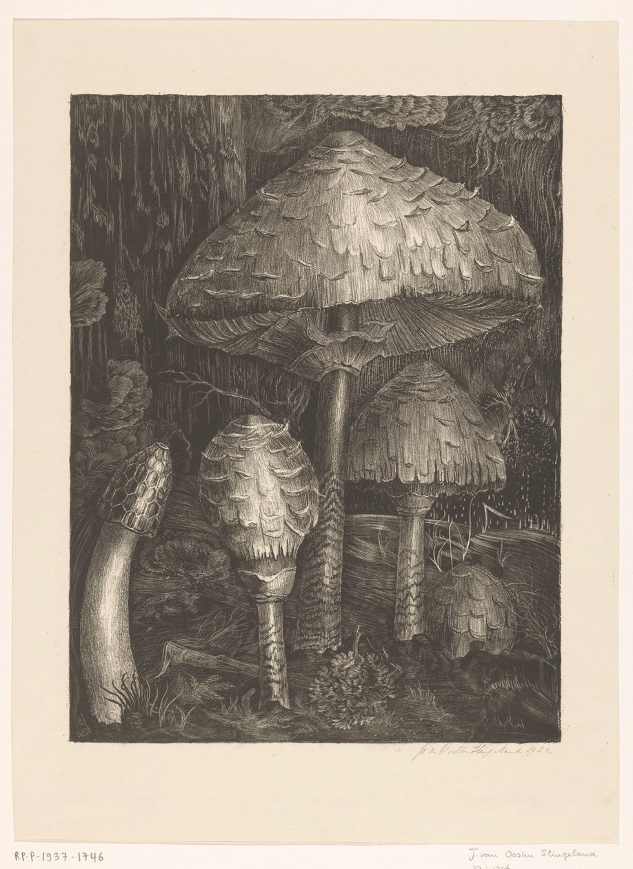 Cogumelos de Jo van Oosten Slingeland (signed by artist)