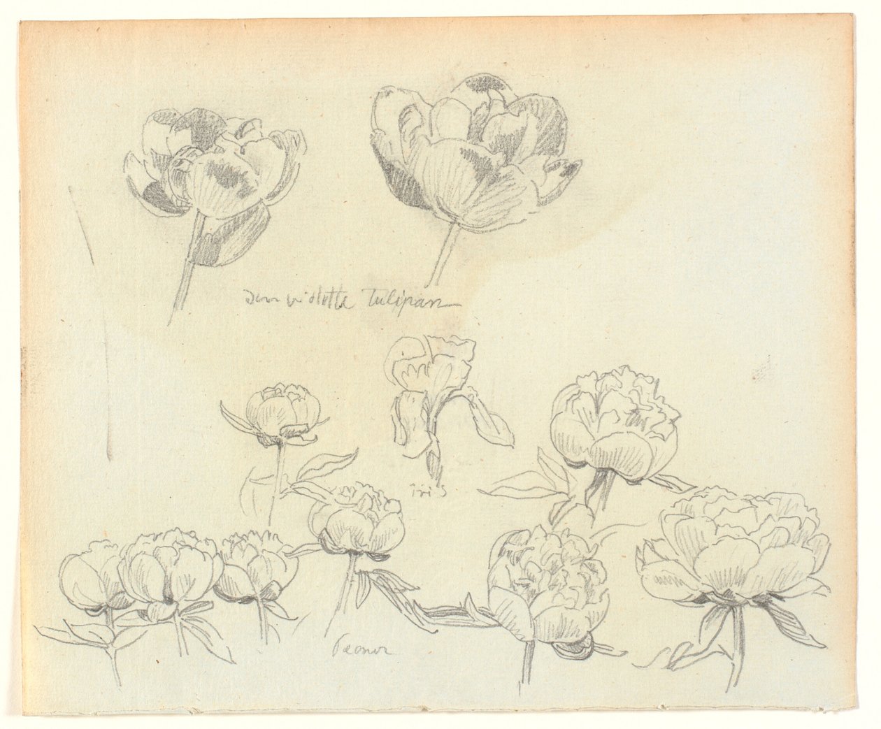 Estudos de flores de Joakim Frederik Skovgaard