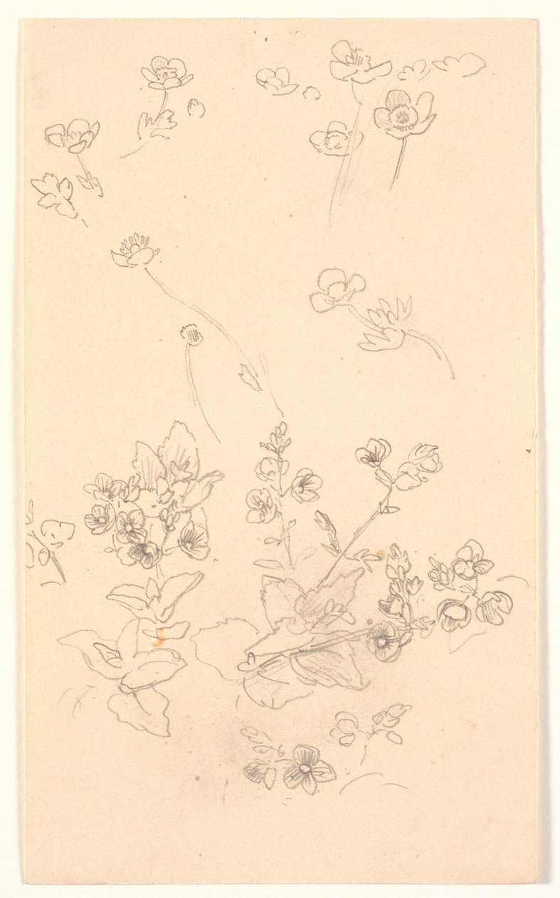 Estudos de flores de Joakim Frederik Skovgaard
