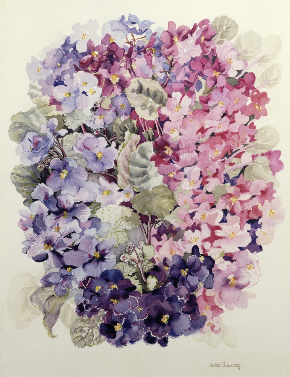 Violetas africanas de Joan Thewsey