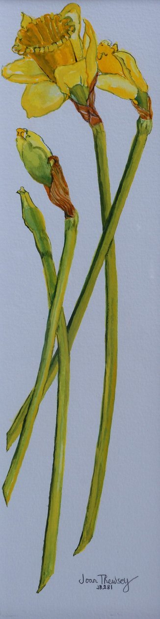Quatro Narciso Hastes 2011 de Joan Thewsey