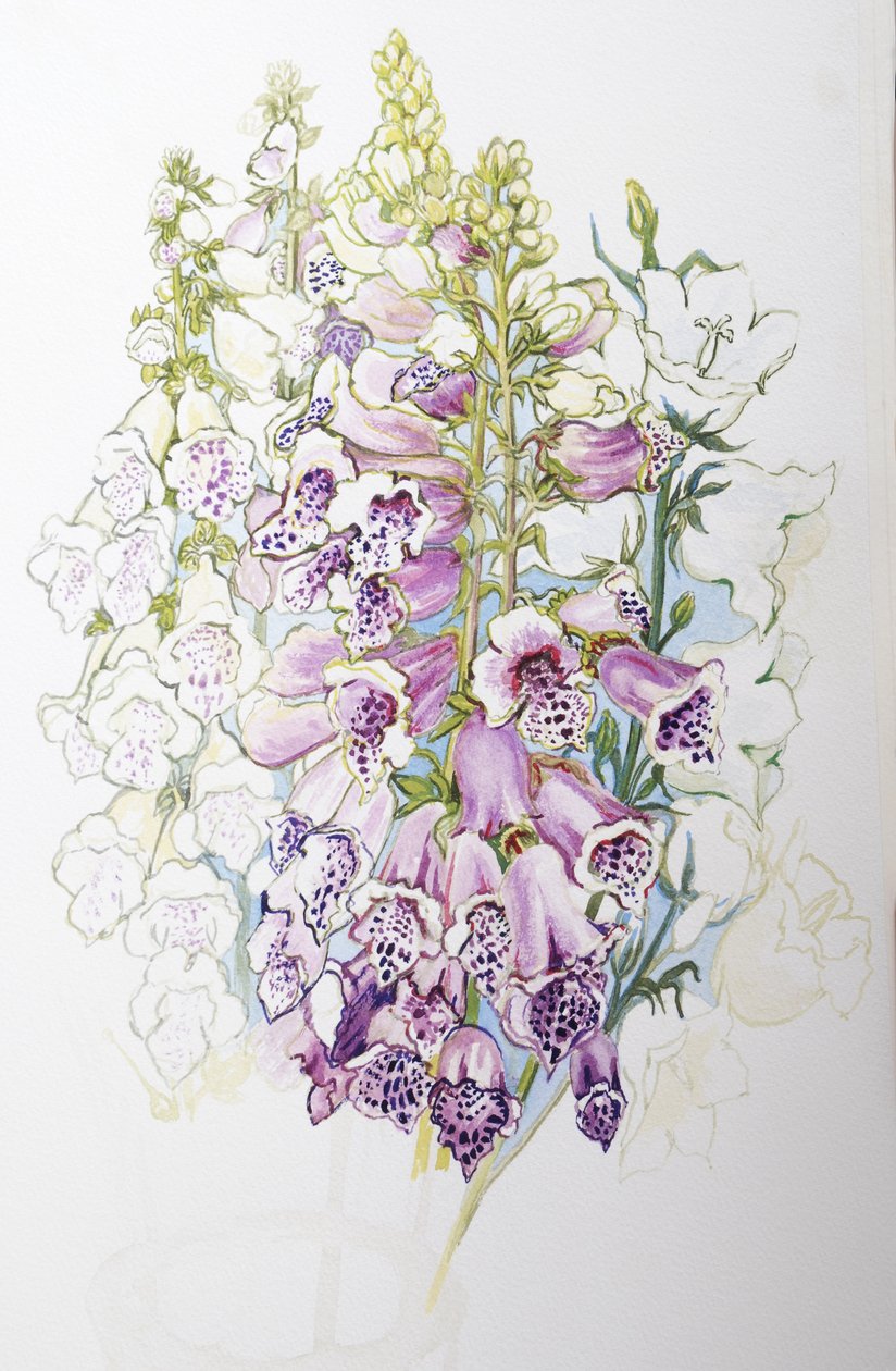 Foxgloves e White Campanulas, 2012, (wc em papel artesanal) de Joan Thewsey